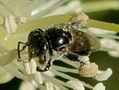 Austroplebeia