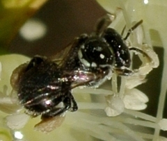 Austroplebeia