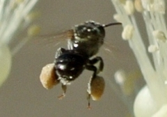 Austroplebeia