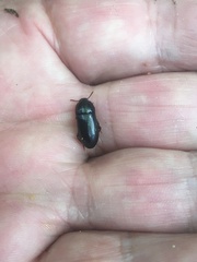 Uloma tenebrionoides