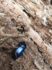 Uloma tenebrionoides