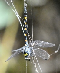 Macrogomphus quadratus