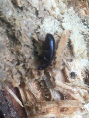 Uloma tenebrionoides