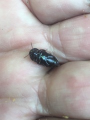 Uloma tenebrionoides