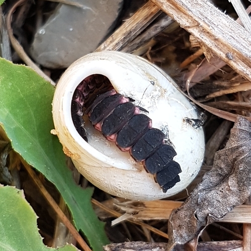 Mediterranean Pale Glow-worm, photo 10 of 10