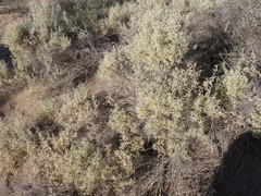 Atriplex lampa