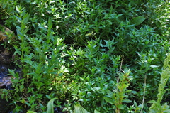 Epilobium luteum