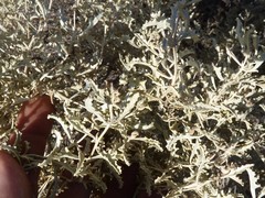Atriplex lampa