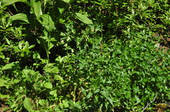 Epilobium luteum