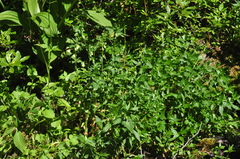 Epilobium luteum