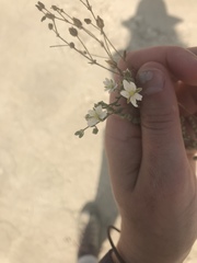 Spergularia macrotheca leucantha