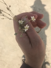 Spergularia macrotheca leucantha
