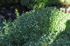 Epilobium luteum