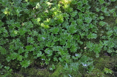 Petasites frigidus