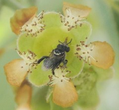 Austroplebeia
