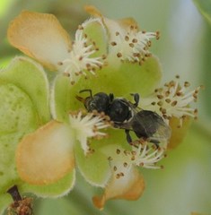 Austroplebeia