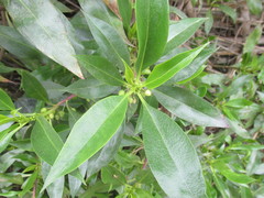 Myoporum acuminatum