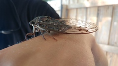 Megatibicen resonans