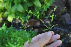 Stellaria borealis