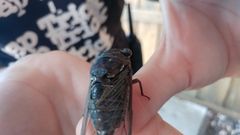 Megatibicen resonans