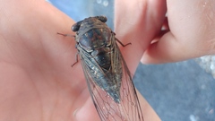 Megatibicen resonans