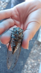 Megatibicen resonans