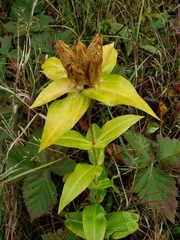 Gentiana alba