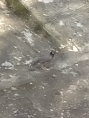 Acridotheres tristis