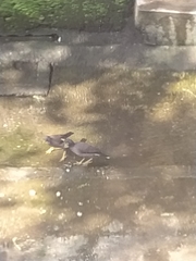 Acridotheres tristis