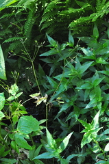 Osmorhiza purpurea