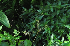 Osmorhiza purpurea