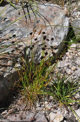 Juncus mertensianus
