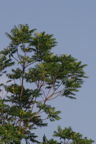 Australian Red Cedar (Variety Toona ciliata australis) · iNaturalist