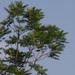 Australian Red Cedar - Photo (c) Craig Peter, some rights reserved (CC BY-NC), uploaded by Craig Peter