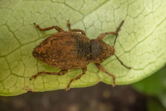 Chalepistes compressus