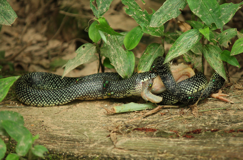 Photo of a Speckled Kingsnake (Lampropeltis holbrooki)