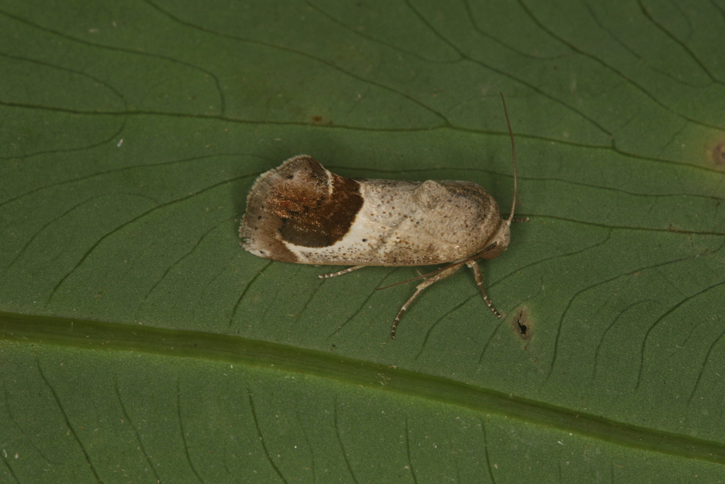 Brown Cotton Leafworm