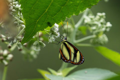 Ithomia salapia