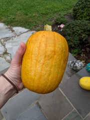 Cucurbita maxima maxima