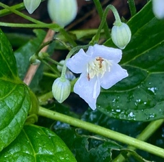 Clematis heracleifolia