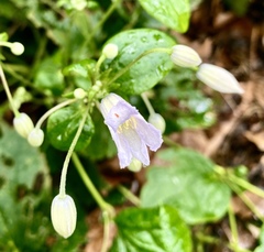 Clematis heracleifolia