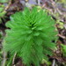 粉綠狐尾藻 - Photo 由 Ulises Infante 所上傳的 (c) Ulises Infante，保留部份權利CC BY-NC