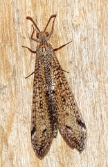 Brachynemurus