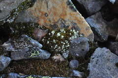 Cladonia carneola
