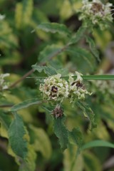 Baccharoides adoensis