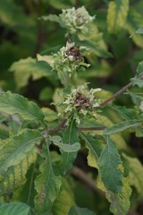 Baccharoides adoensis