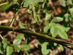 Rosa squarrosa