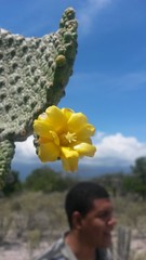 Consolea moniliformis