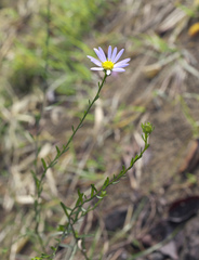 Aster hispidus leptocladus