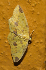 Periclina apricaria
